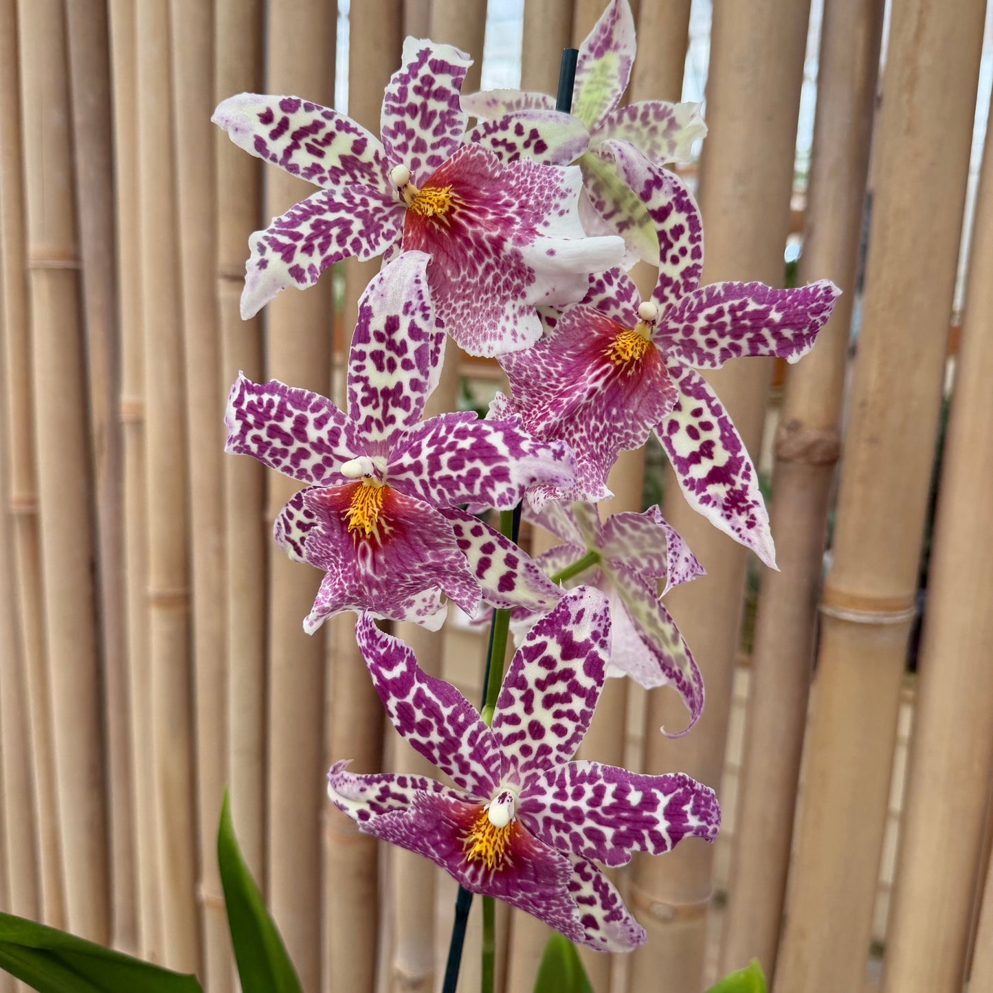 Bllra. Big Shot 'Pink Panther' (4" Pot) - OPEN BLOOMS