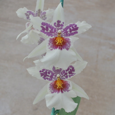 Bllra. Big Shot 'Hilo Sparkle' (Not Blooming)