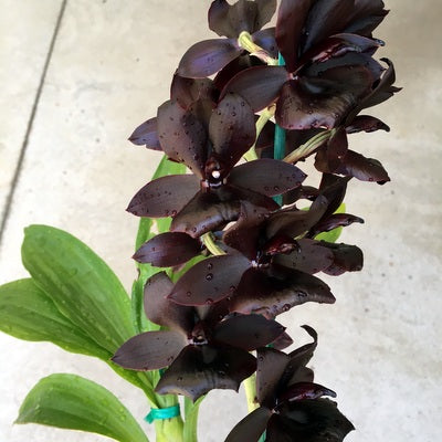 Monn. Millennium Magic 'Witchcraft' AM/AOS ("The Black Orchid") (5.5" Pot) - Buds