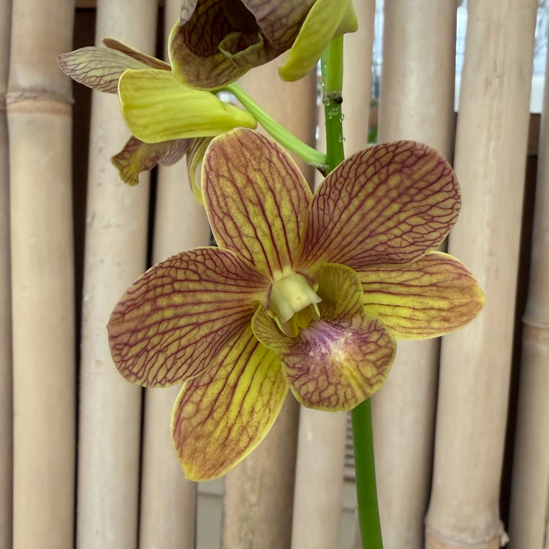 Dendrobium Buddy Brown (4" Pot) - Budded