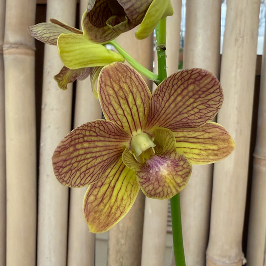 Dendrobium Buddy Brown (4" Pot) - Budded