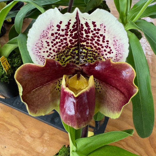 Complex Paphiopedilum (Burgundy - 4" Pot) - Bud
