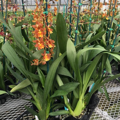 Odcdm. Catatante 'Orange Kiss' (Single Spike)