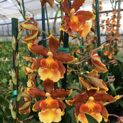 Odcdm. Catatante 'Orange Kiss' (Double Spike)