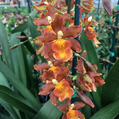 Odcdm. Catatante 'Orange Kiss' (Double Spike) – Akatsuka Orchid