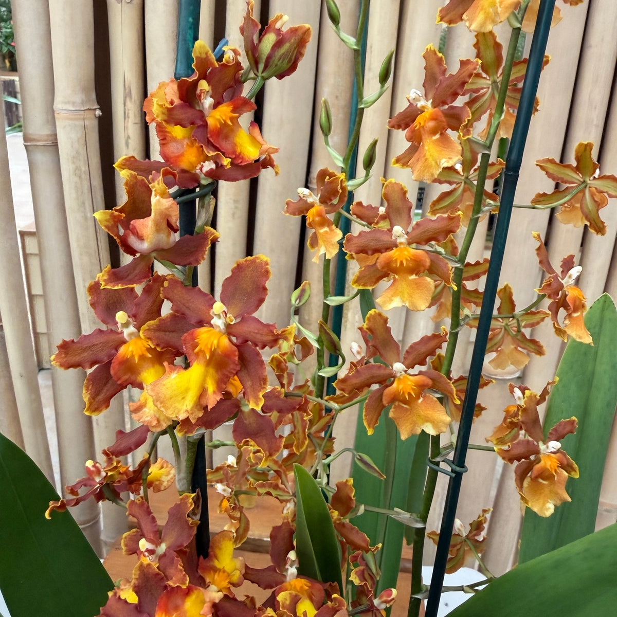 Odcdm. Catatante 'Los Robles' (4" Pot) - Not Blooming