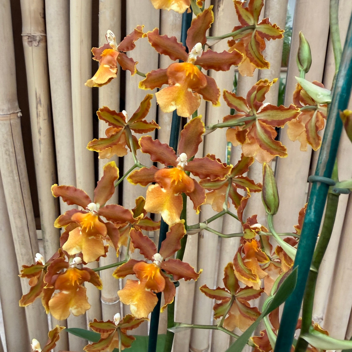 Odcdm. Catatante 'Los Robles' (4" Pot) - Not Blooming