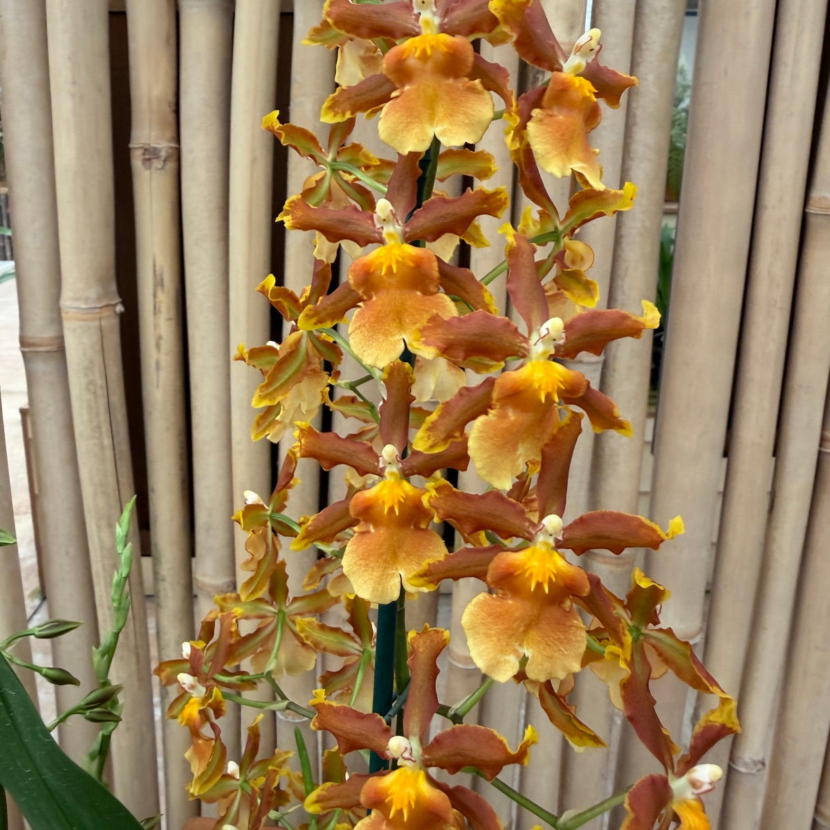Odcdm. Catatante 'Los Robles' (4" Pot) - Not Blooming