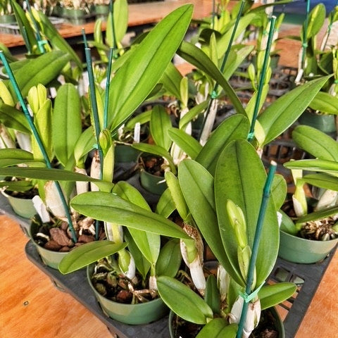 Rth.  Hsinying Catherine 'Hakucho' (5.5" Pot) - Buds