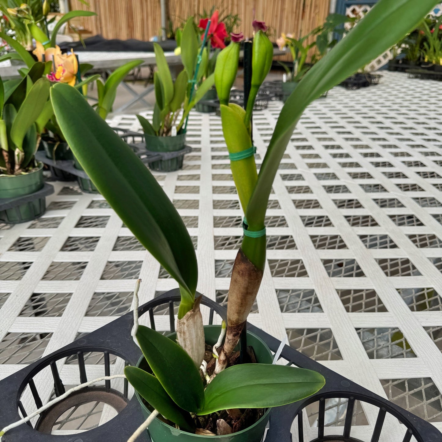 Rlc. Charlene Sau Yee Liu 'Volcano Prince' (5.5" Pot) - Buds