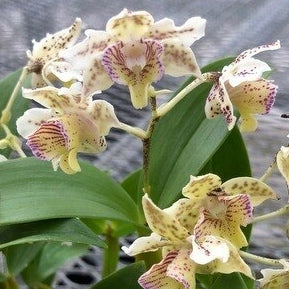 Den. Chocolate Chip (4" Pot)