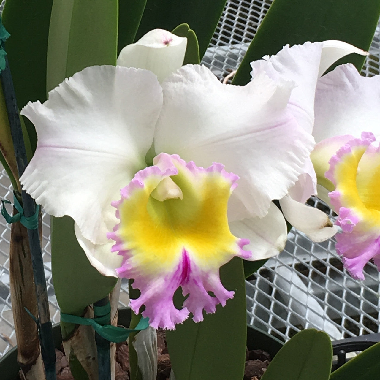 Rlc. Heavenly Sweet 'Volcano Queen' (5.5" Pot) -Not Blooming