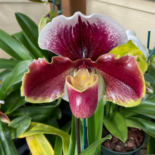 Complex Paphiopedilum (Burgundy- 5.5" Pot)