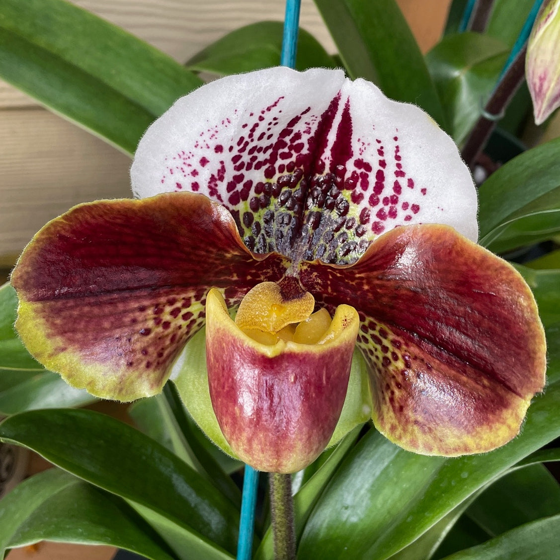 Complex Paphiopedilum (OPEN BLOOM) -4" Pot