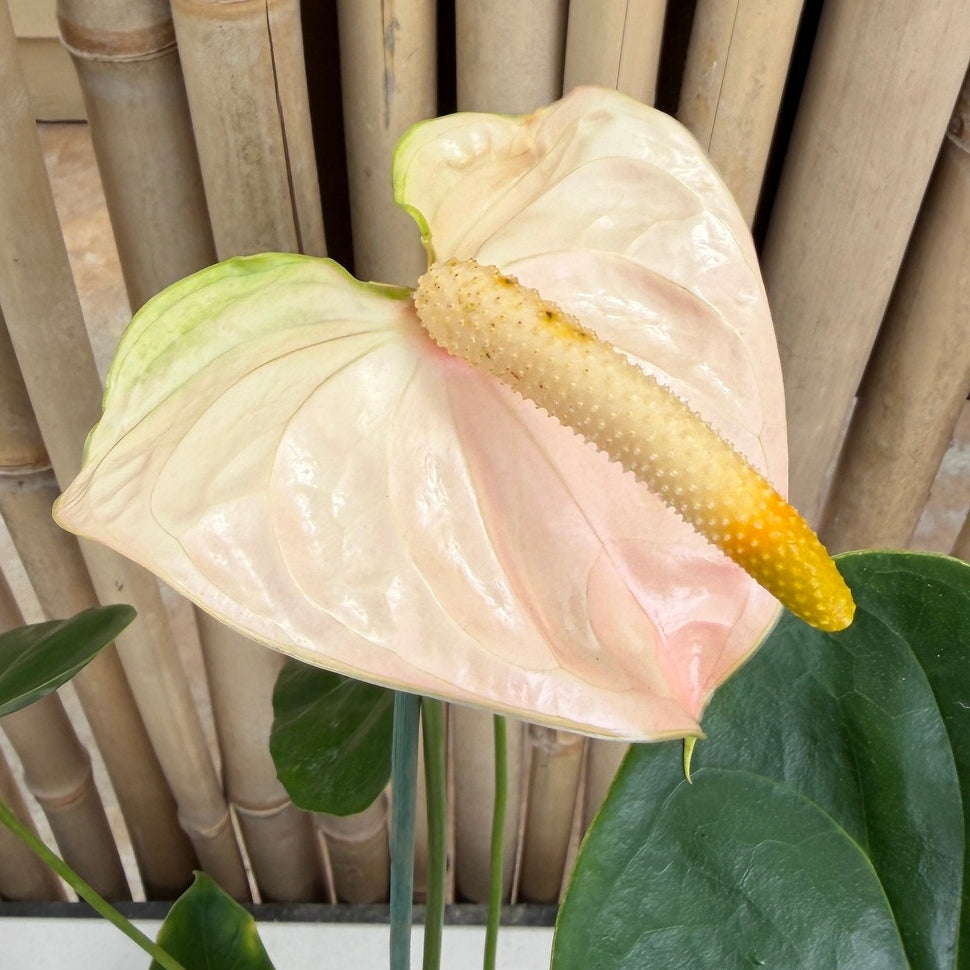 Anth. Coral Obake 'Blush' (5.5" Pot)