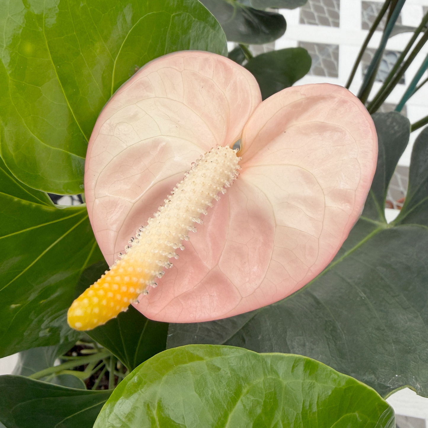 Anth. Coral Obake 'Blush' (5.5" Pot)