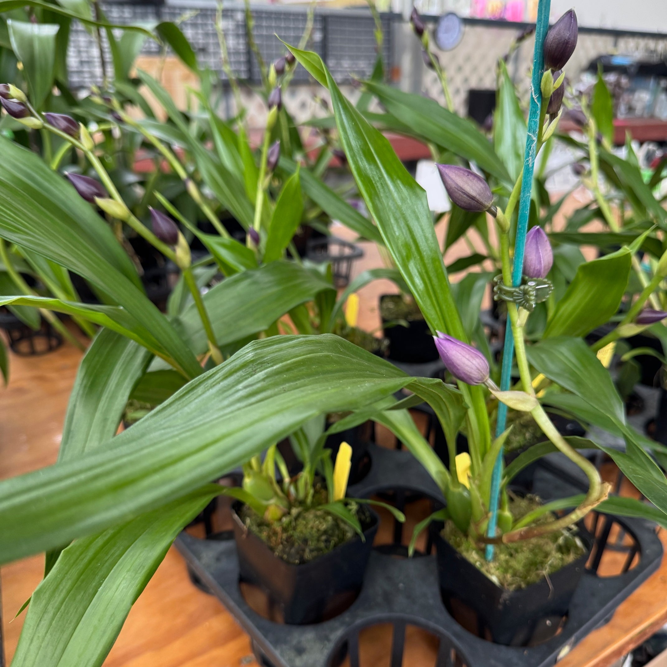 Zygo. Cynosure 'Blue Birds' – Akatsuka Orchid Gardens