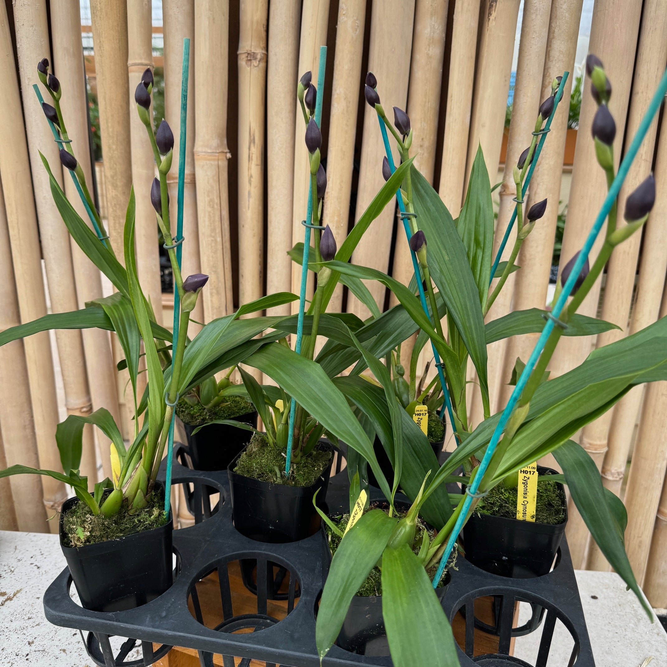 Zygo. Cynosure 'Blue Birds' – Akatsuka Orchid Gardens