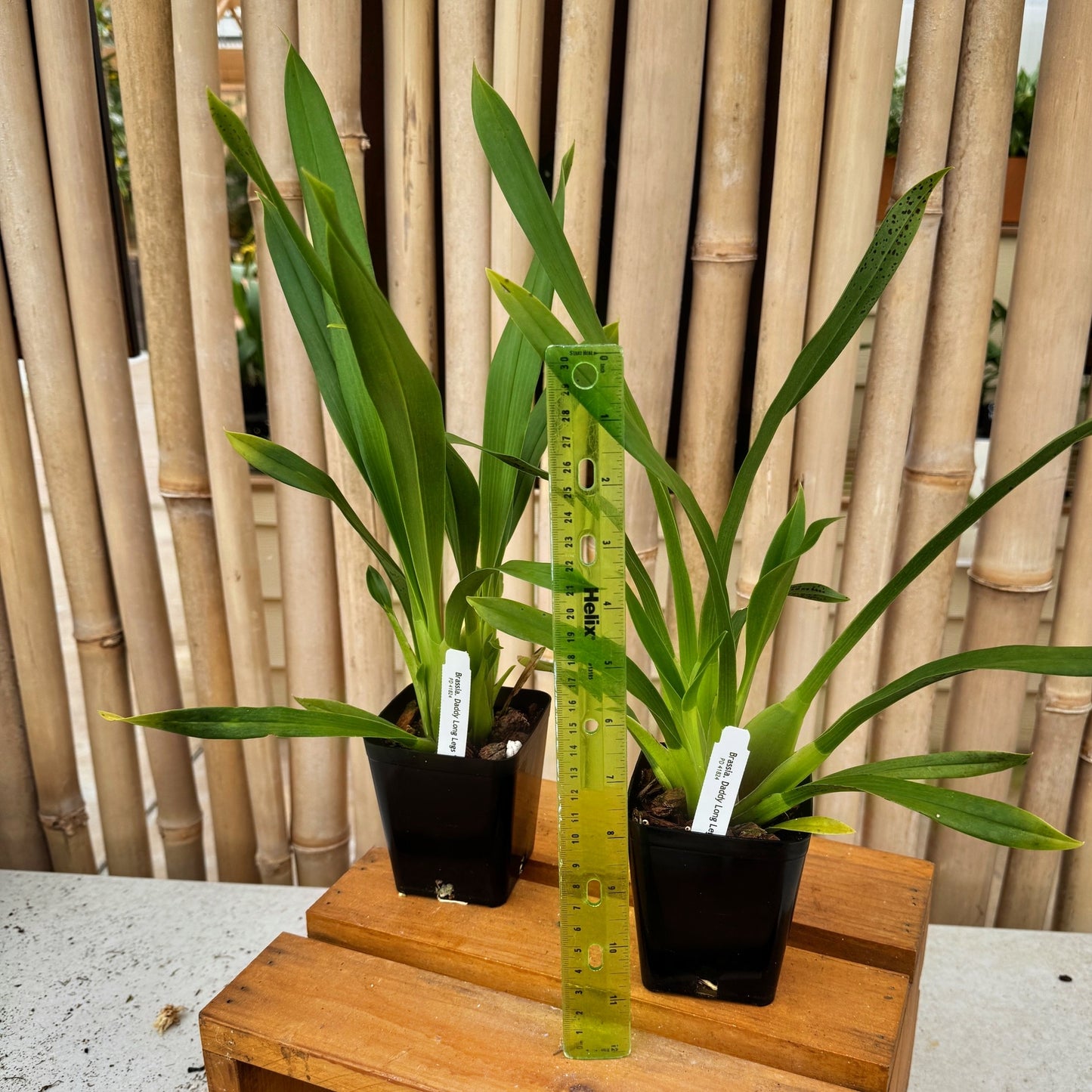 Brsa. Daddy Long Legs 'Fred Schwartz' (4" pot) - Not Blooming