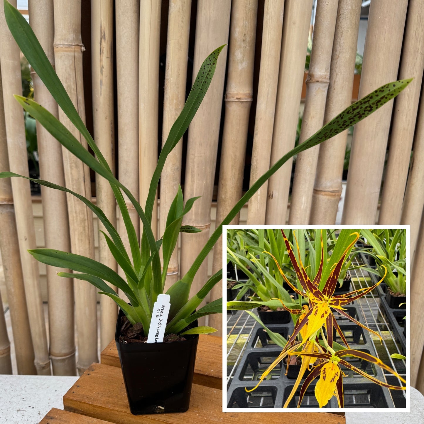 Brsa. Daddy Long Legs 'Fred Schwartz' (4" pot) - Not Blooming