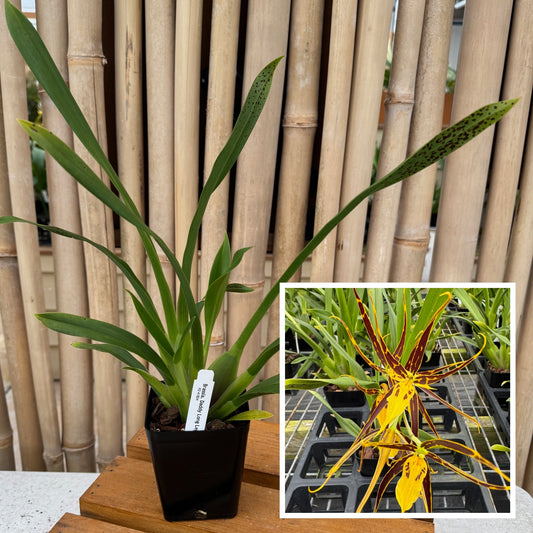 Brsa. Daddy Long Legs 'Fred Schwartz' (4" pot) - Not Blooming