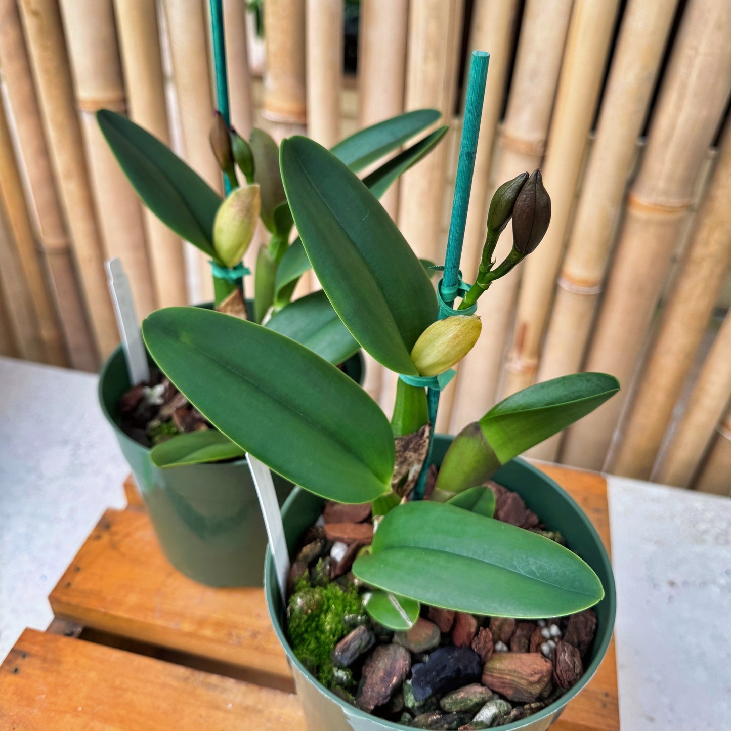 Rlc. David Wynn Miller 'Volcano Beauty' (5.5" Pot) - First Bloom