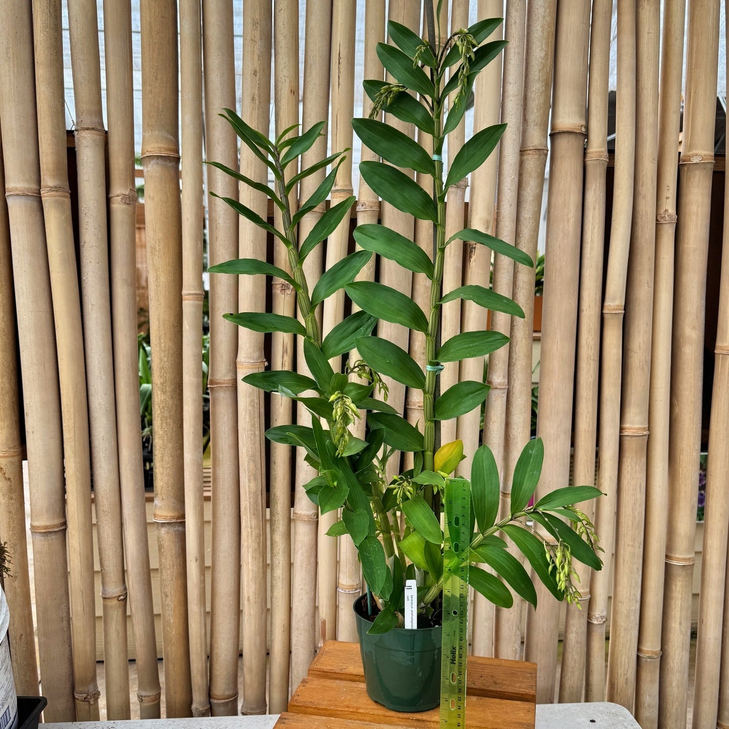 Dendrobium amethystoglossum (5.5" Pot) - Buds