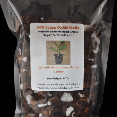 AOG Young Orchid Media (Dendrobium)
