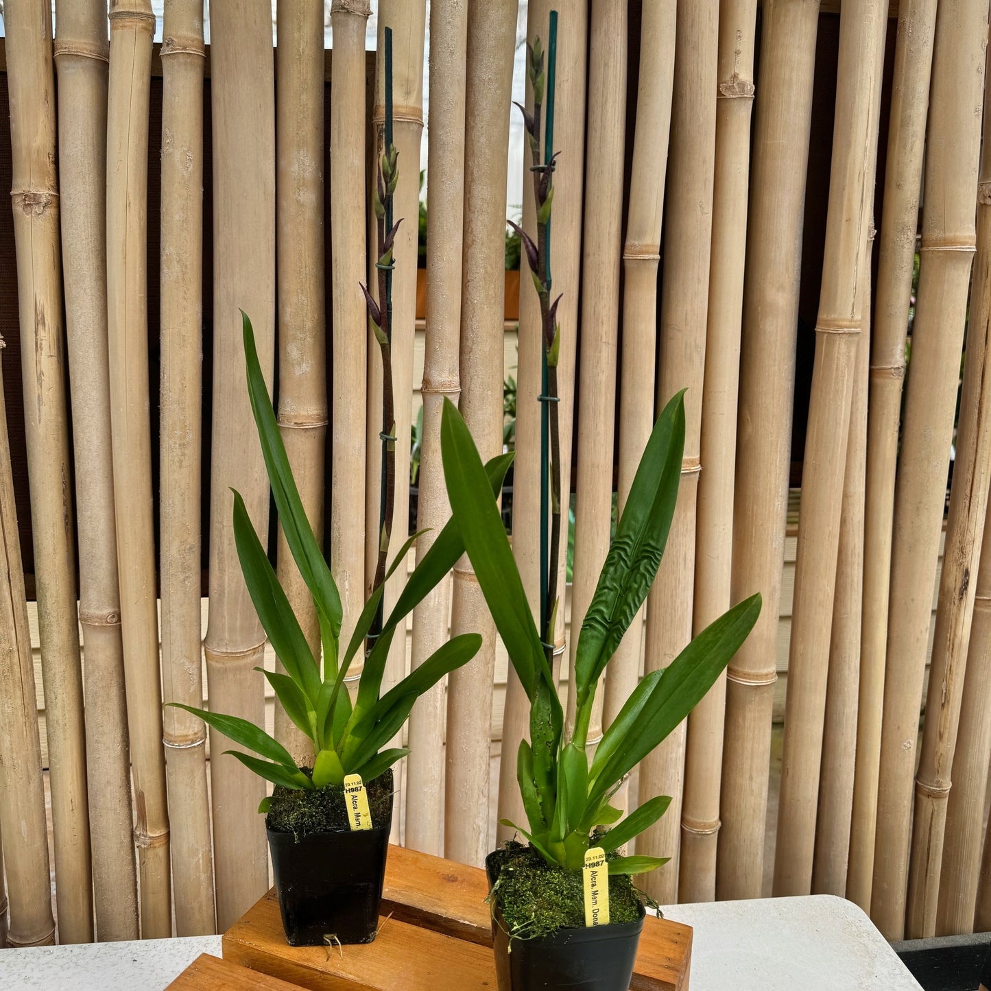 Bllra. Mem. Donald Yamada 'FJ-72' (4" Pot) - Buds