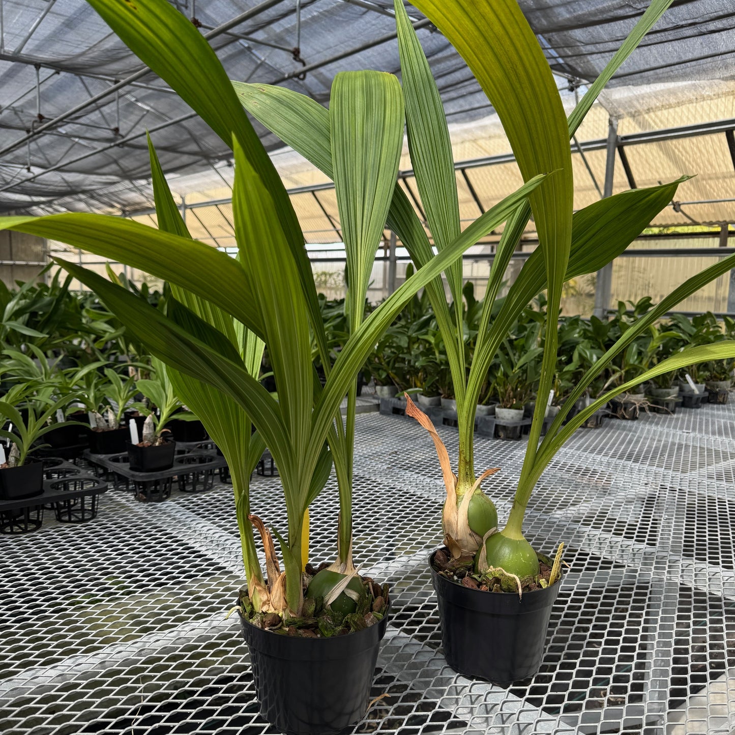 Peristeria elata x sib (6.5" pot) - Not Blooming
