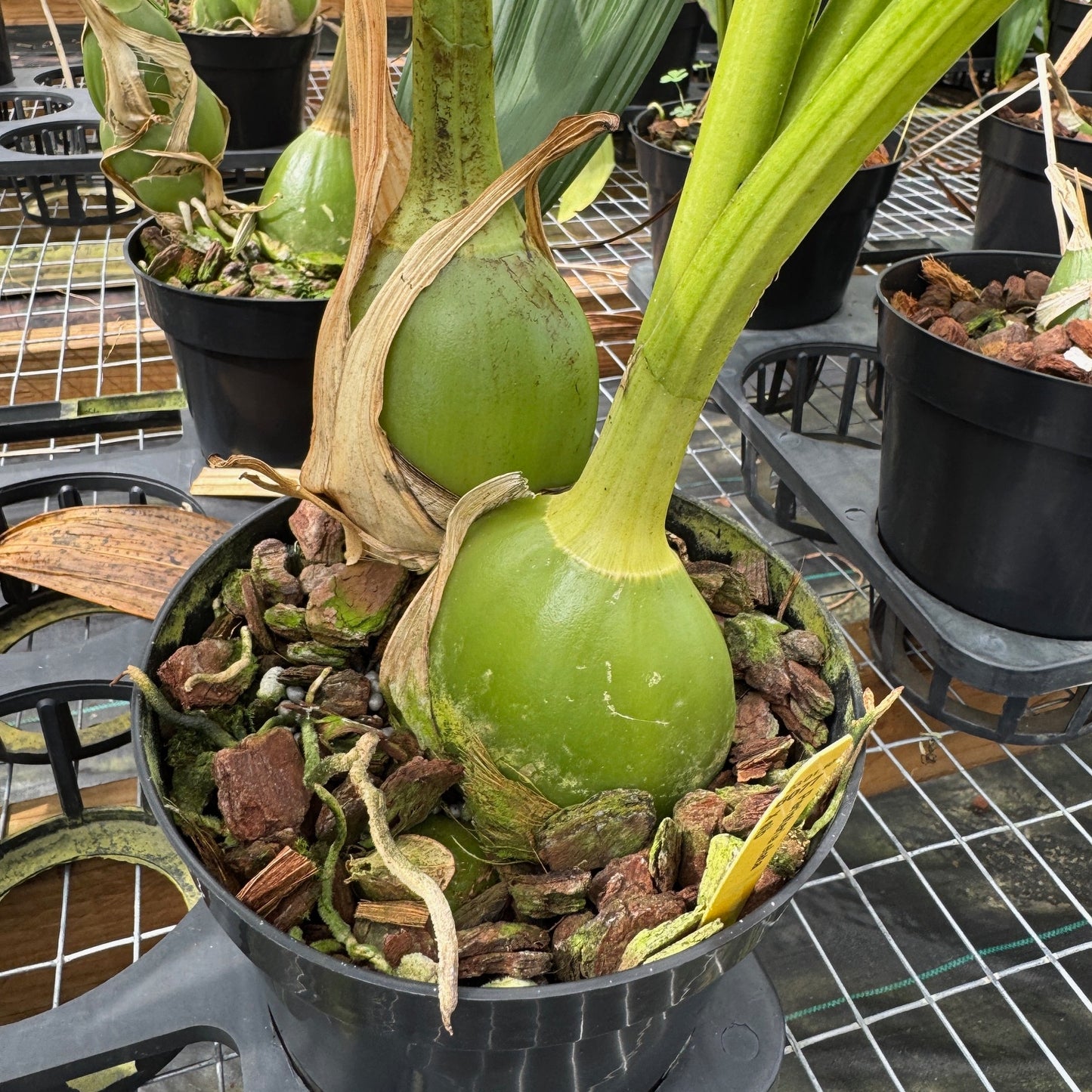 Peristeria elata x sib (6.5" pot) - Not Blooming