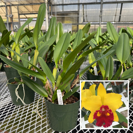 Rlc. Emma Marcos 'Volcano Queen' (5.5" Pot) -Not Blooming