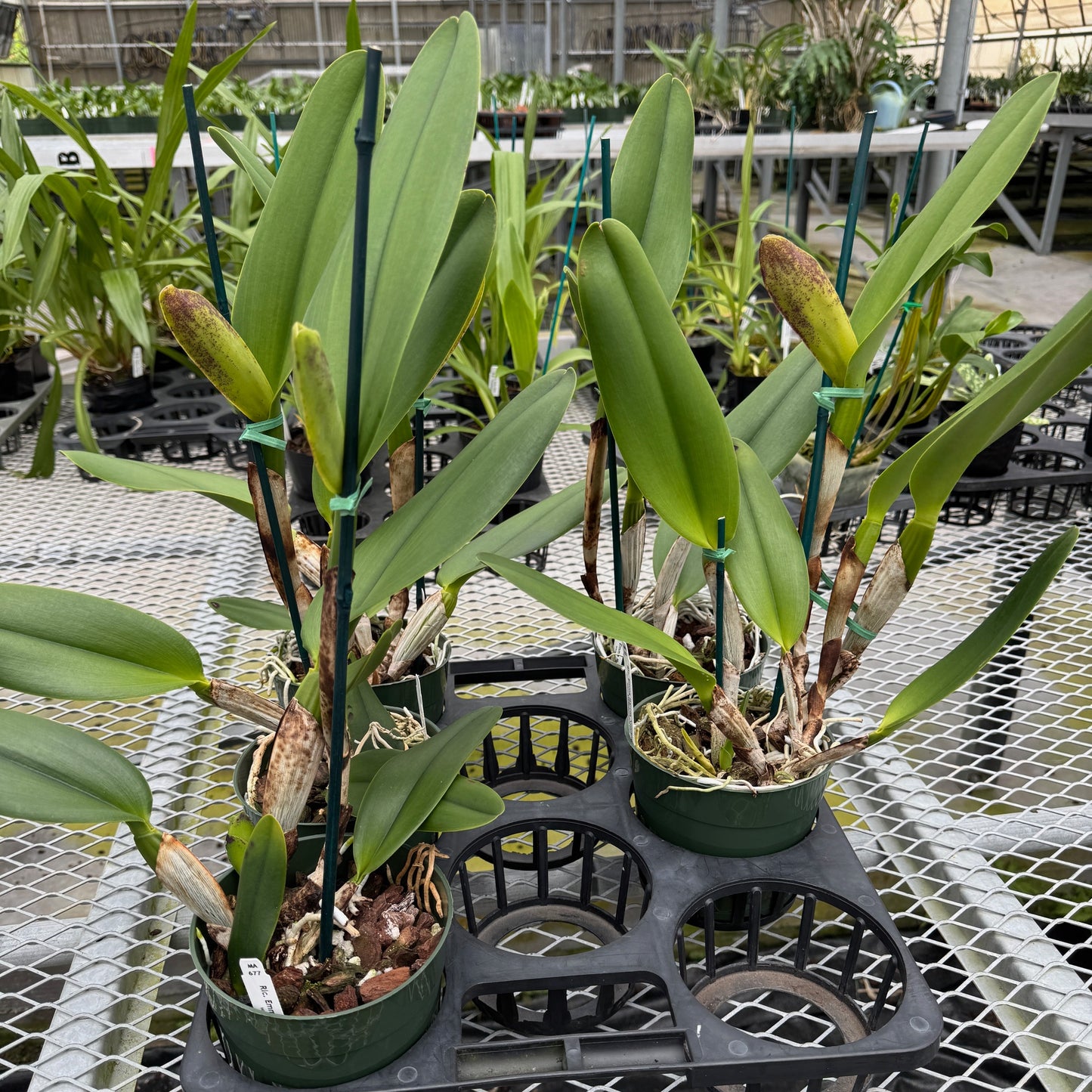 Rlc. Emma Marcos 'Volcano Queen' (5.5" Pot) - Buds