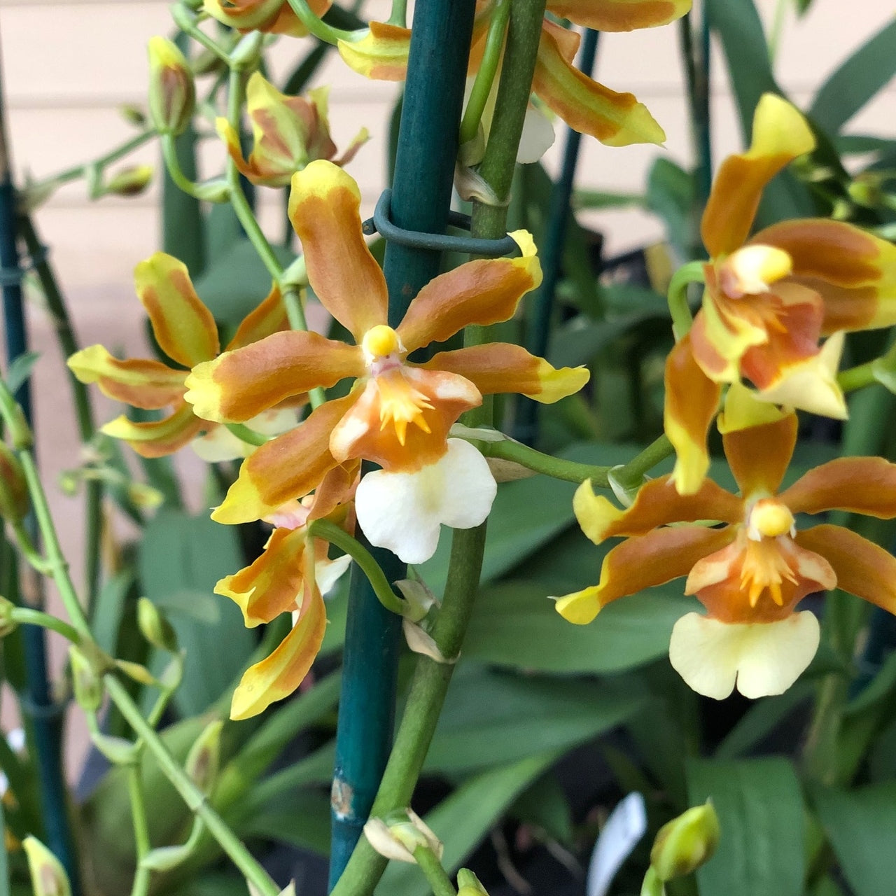 Onc. Hilo Firecracker 'Lucky Strike' (4" Pot) - Not Blooming