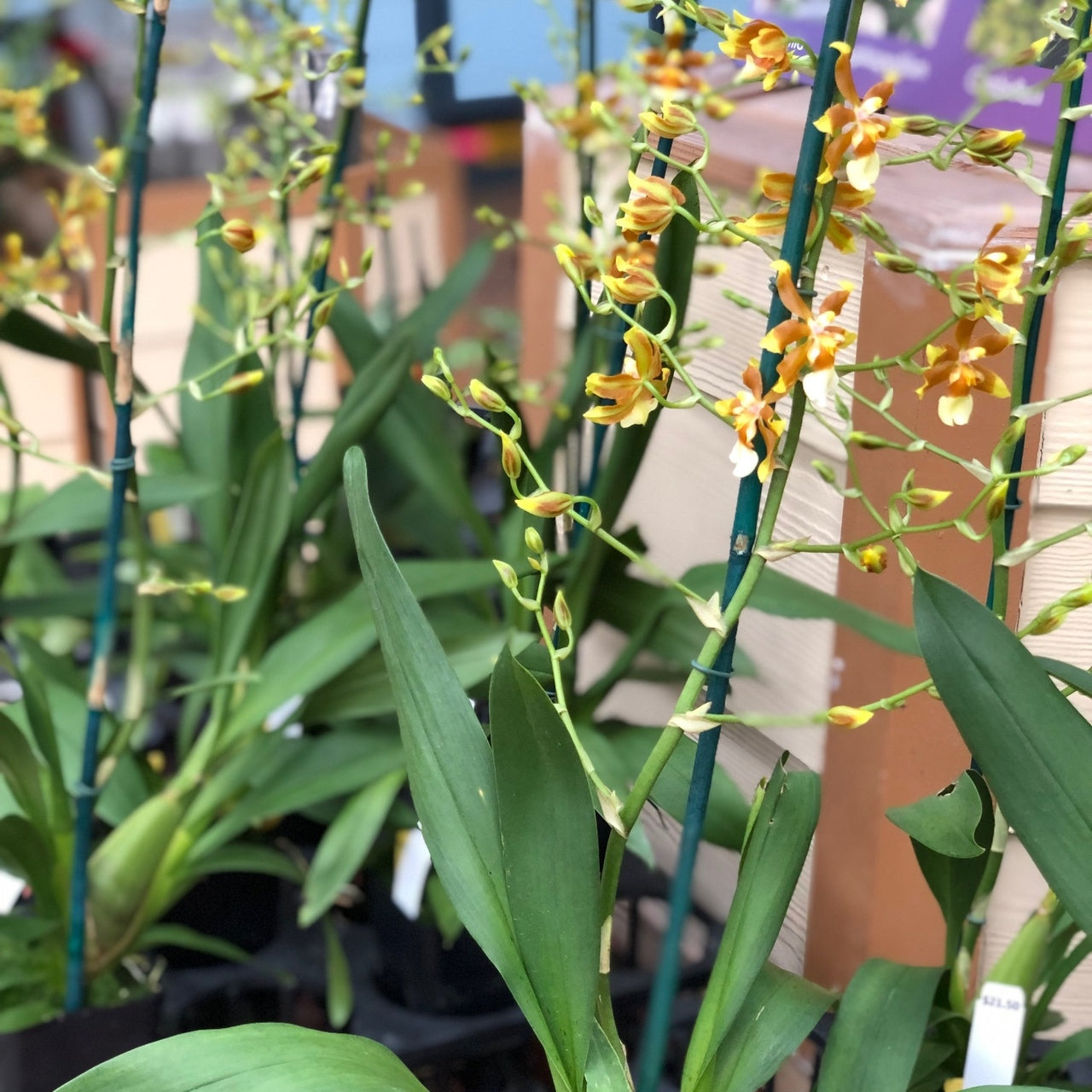 Ons. Hilo Firecracker 'Lucky Strike' (4" Pot) - Buds