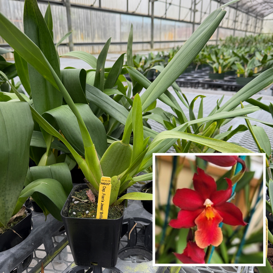 Osp. Fran's Jewels 'Brilliant' (Not Blooming)