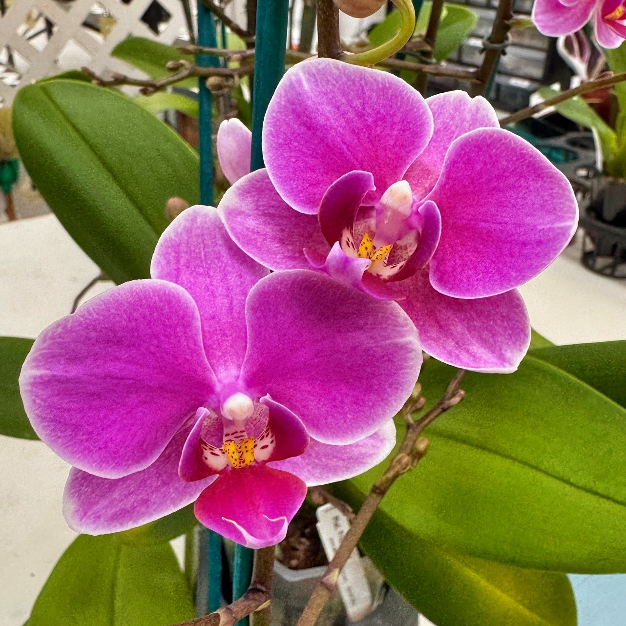 Phal. Friday Flirt (Miniature)