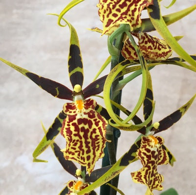 Bcd. Gilded Tower 'Mystic Maze' (4" Pot) - Not Blooming