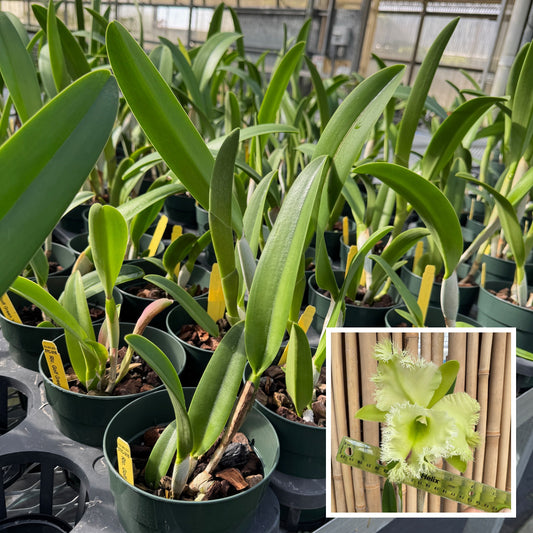 Rlc. Golf Green 'Hair Pig' JC/AOS (5" Pot) - Not Blooming