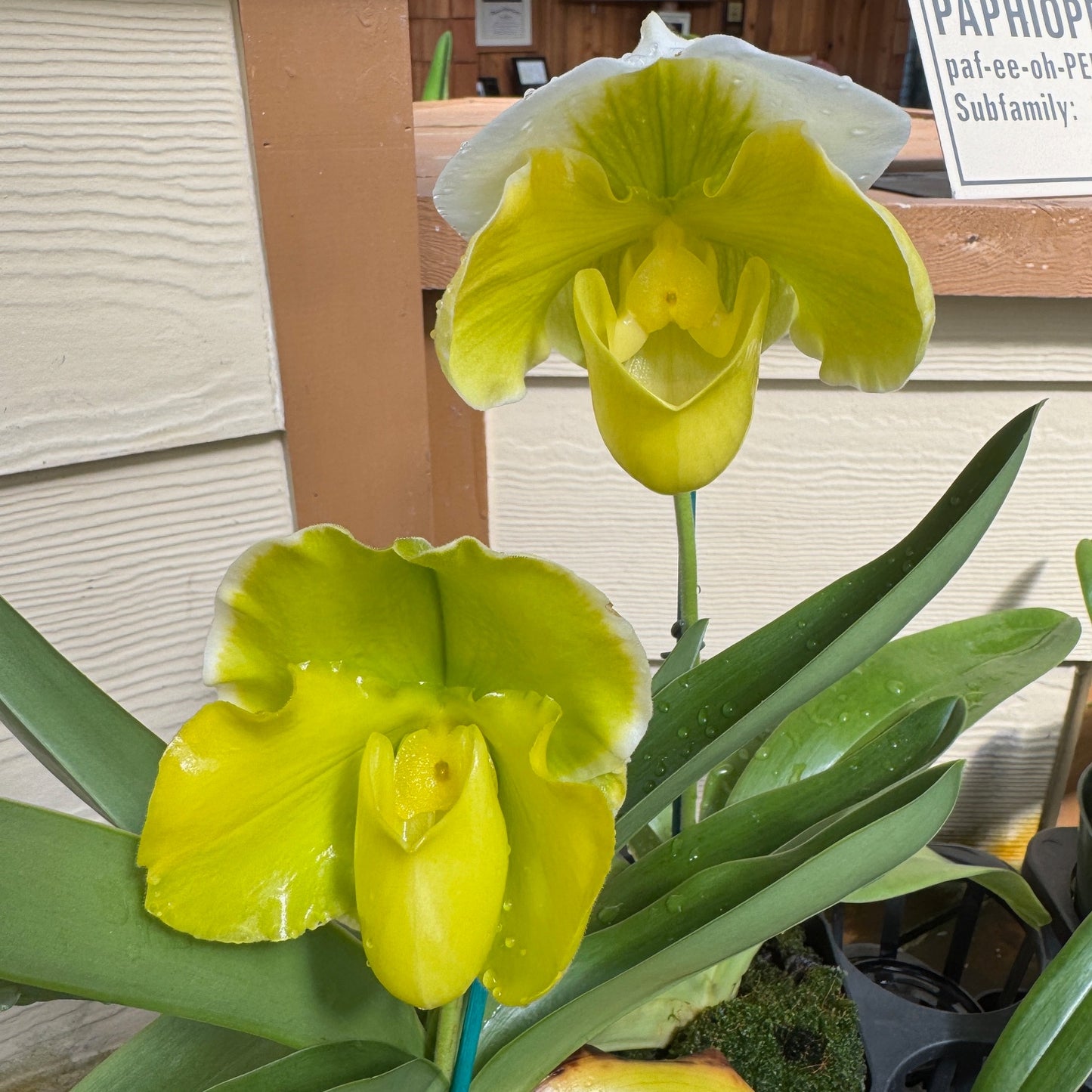 Complex Paphiopedilum (Green - 5.5" Pot) - Bud