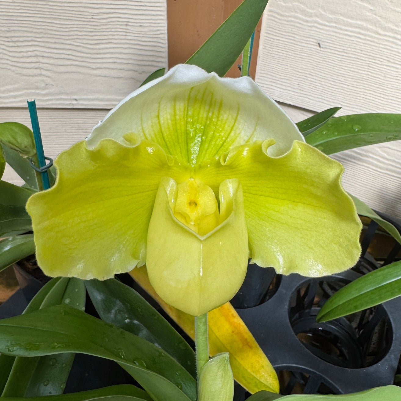 Complex Paphiopedilum (Green - 5.5" Pot) - Bud