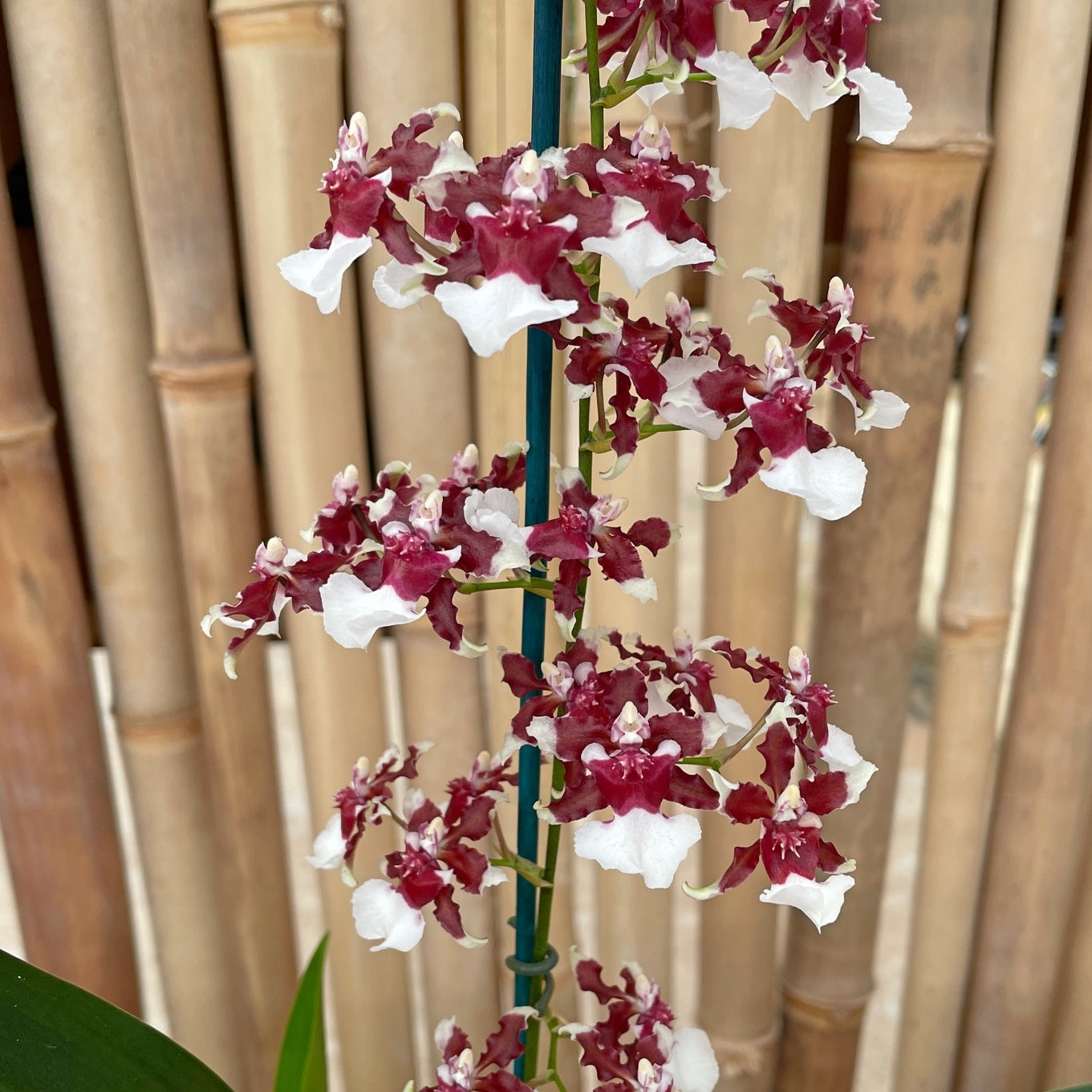 Onc. Heaven Scent 'Redolence' (Chocolate Orchid) - First Bloom