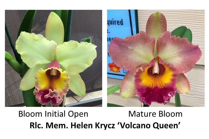 Rlc. Mem. Helen Krycz ‘Volcano Queen’ (5.5" Pot) - Not Blooming