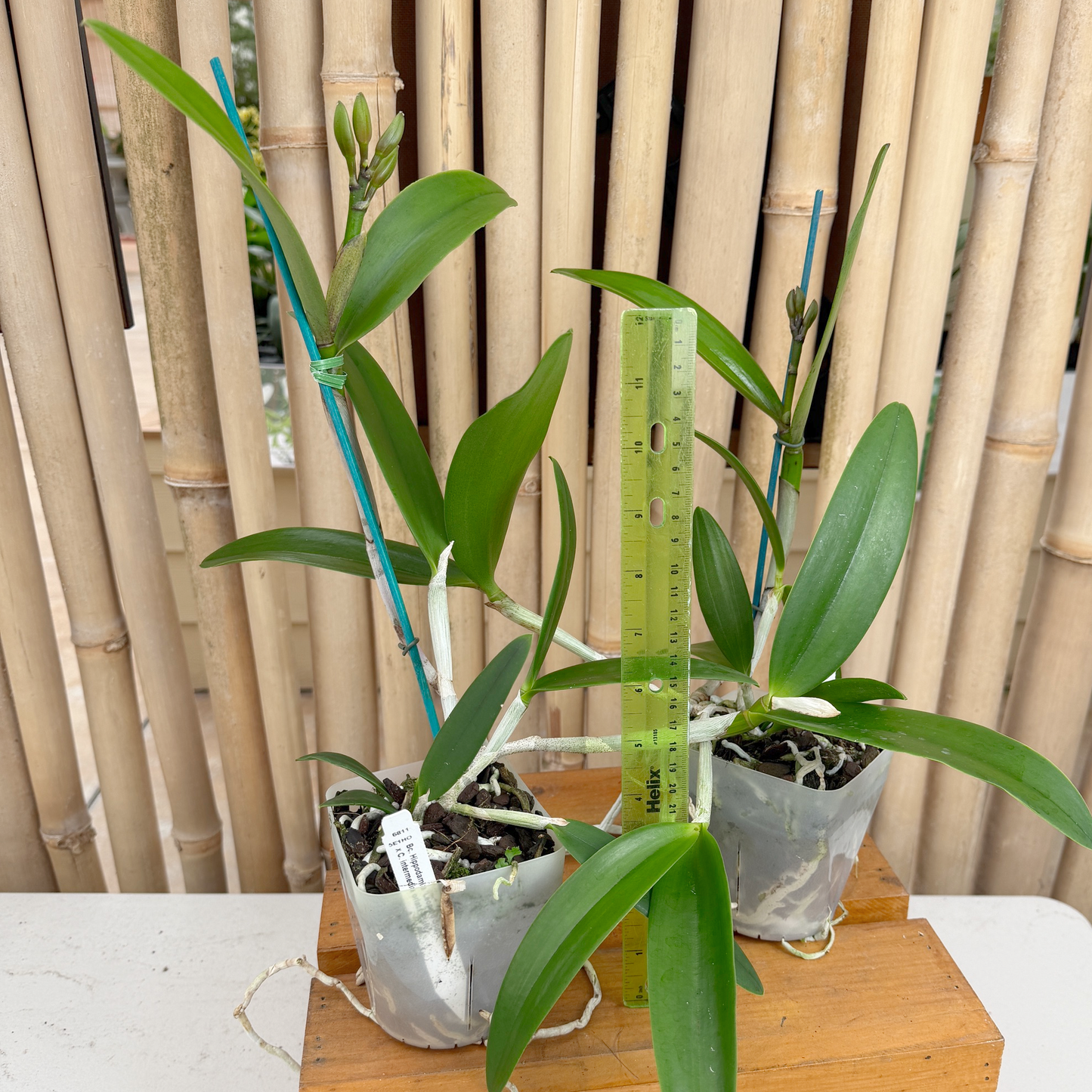 Bc. Hippodamia 'Leopard Spots' x C. intermedia orlata 'Elsie' (4" Pot) - Buds
