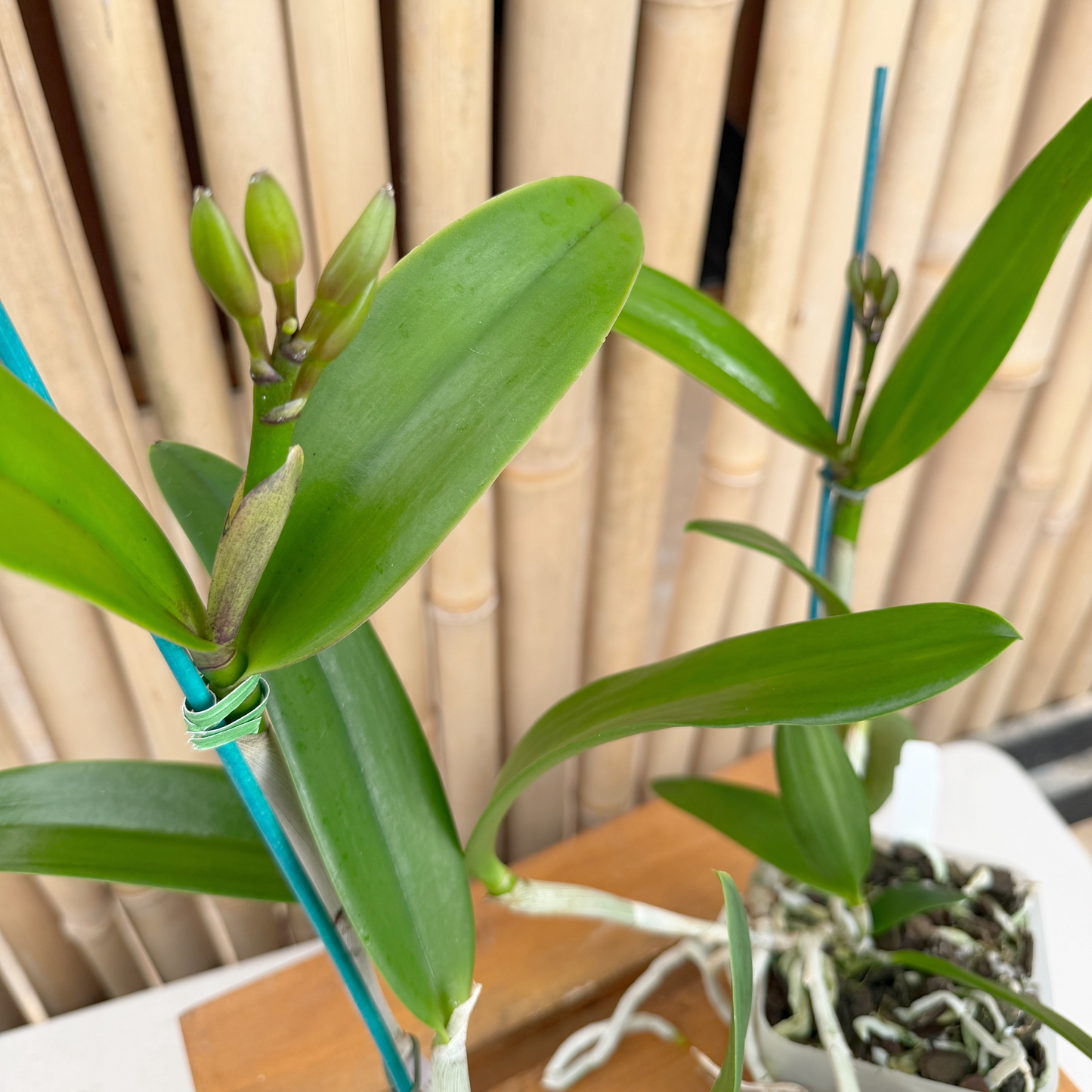 Bc. Hippodamia 'Leopard Spots' x C. intermedia orlata 'Elsie' (4" Pot) - Buds