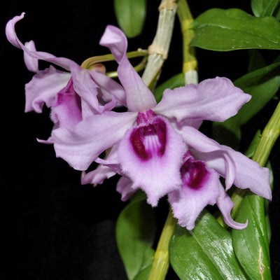 Dendrobium anosmum (Honohono)-Lavendar