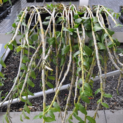 Dendrobium anosmum (Honohono)-Lavendar