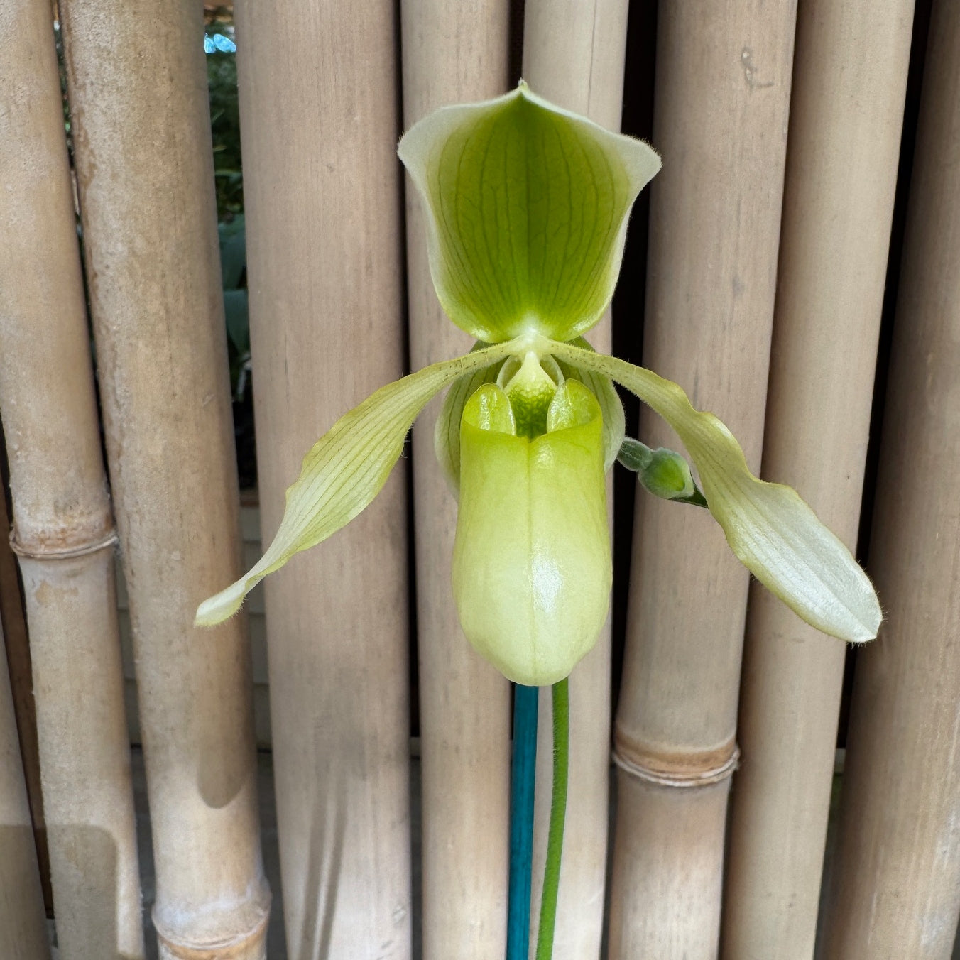 Paph. Joséito '#2' x Toni Semple 'Eve' (Not Blooming)