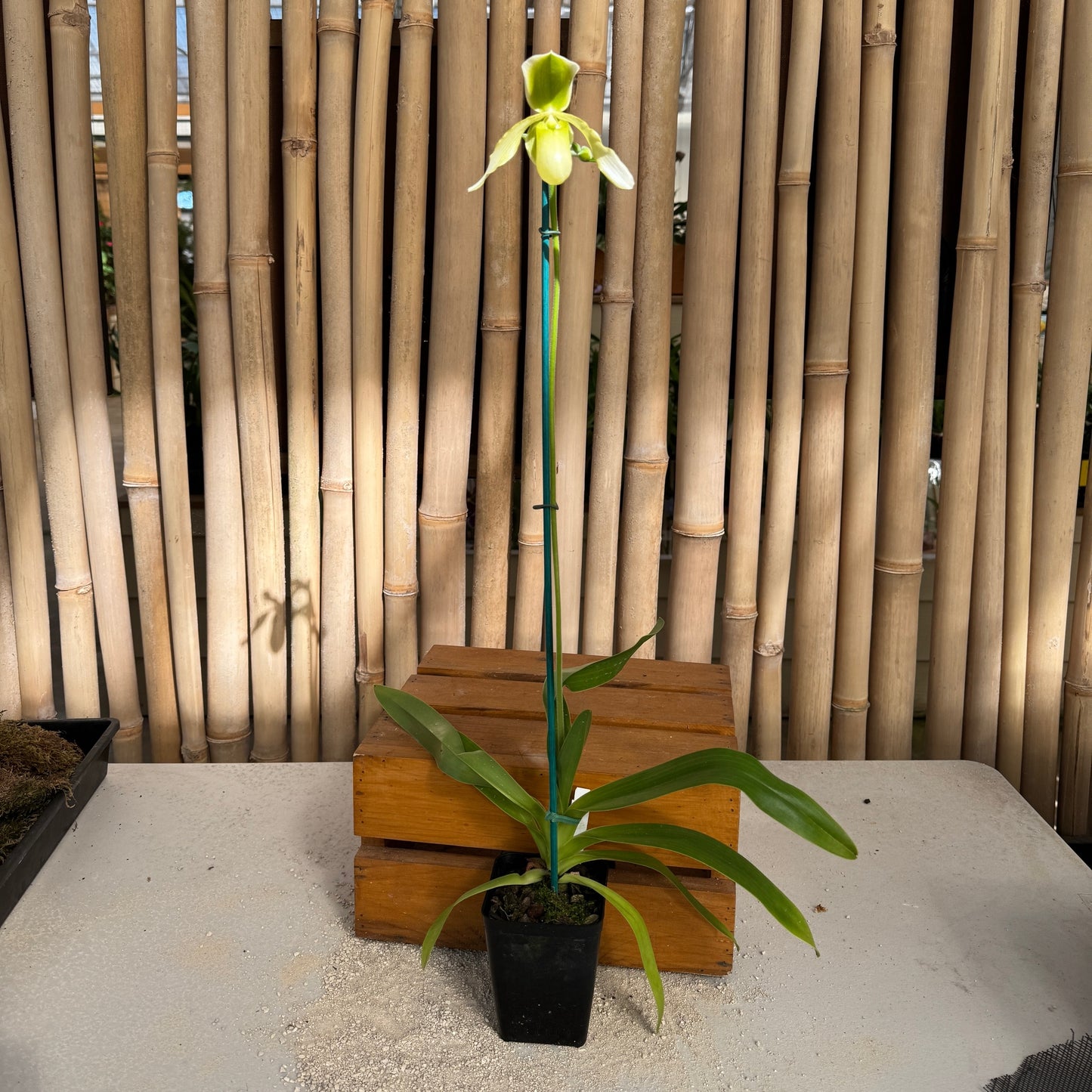 Paph. Joséito '#2' x Toni Semple 'Eve' (4" pot) - Bud
