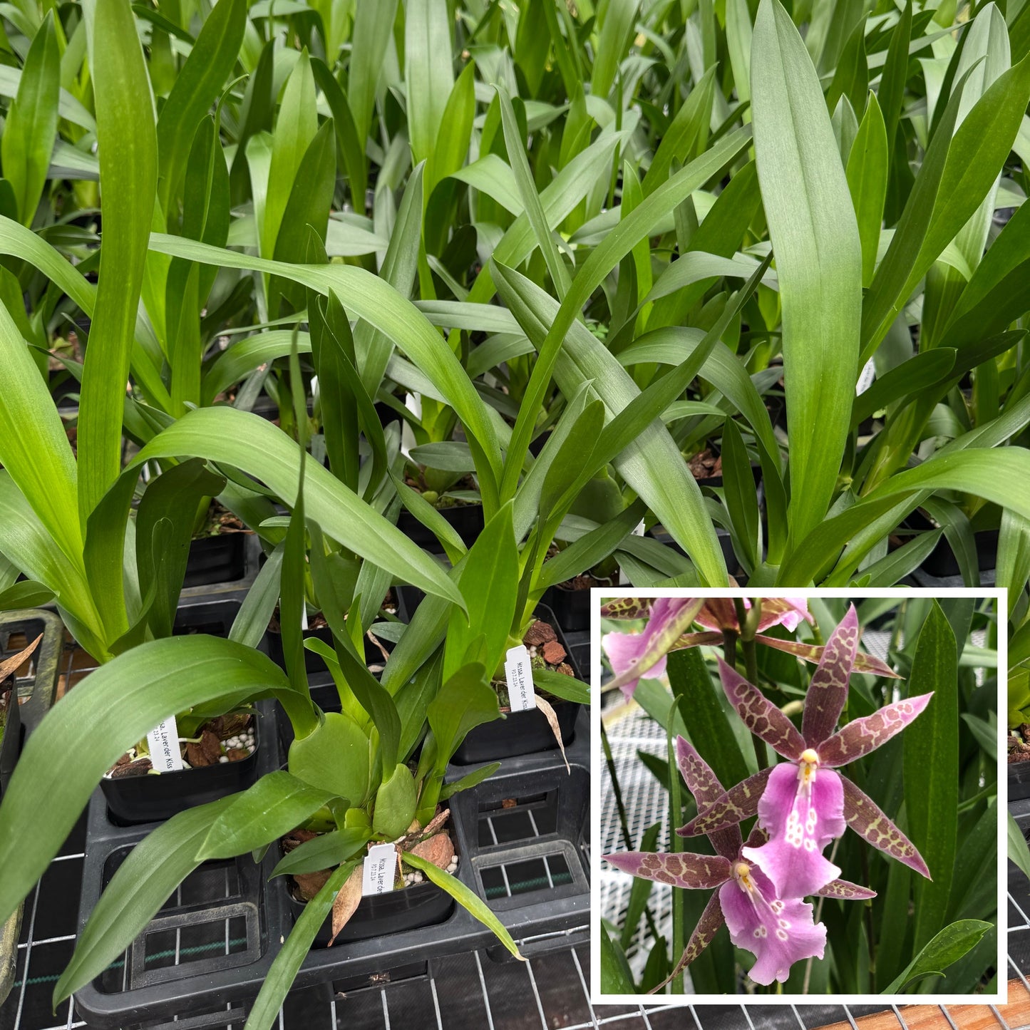 Mtssa. Lavendar Kiss 'Laffy Taffy' (4" Pot)- Not Blooming